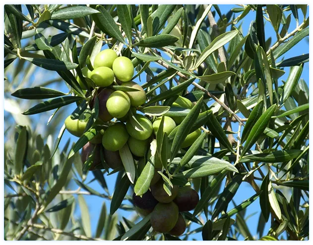 Agolives - Un gigante del sector aceitunero